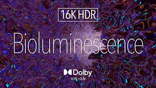 16K HDR Digital Art ｜ Bioluminescence ｜ Dolby Vision™ ｜ Micro LED