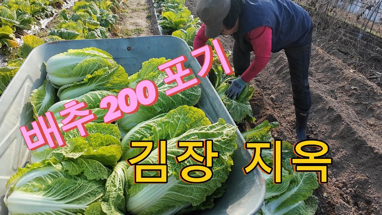 김장지옥/배추200포기 3일동안 김장 했네요