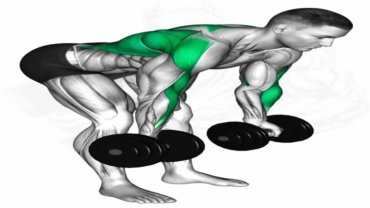 XL Dorsals Essential Exercises