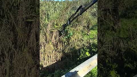 Καταστροφέας μαχαιροφορος σε γερανό Kingroutsis σε καλάμια.