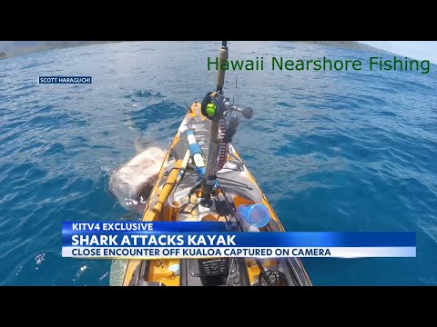 Shark attacks kayaker off Kualoa, caught on camera