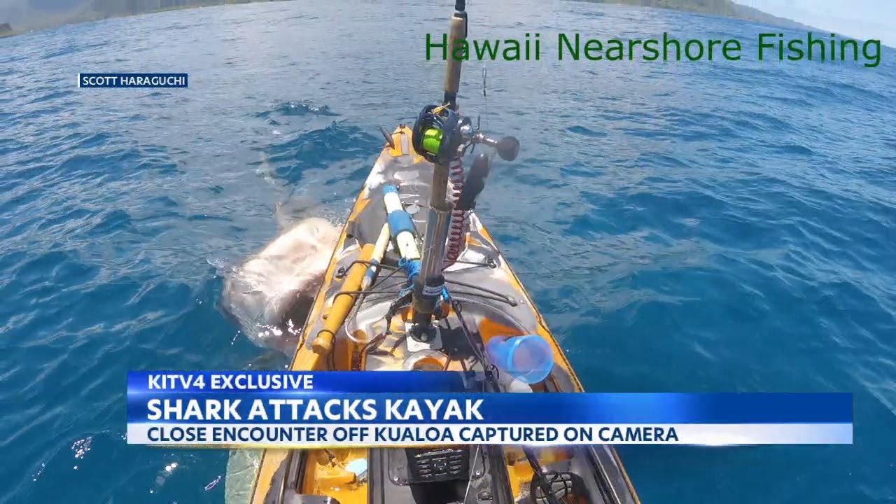 Huge Shark Attacks Fisherman On Kayak, Insane Video!