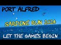 Sardine run 2024  greatest shoal on earth fishing sardine sardinerun