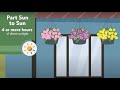 Plant Sunlight Made Simple: Full Sun, Part Sun & Shade Explained