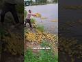 Unbelievable Scene! Baby Ducks Thrown Into River and Start Swimming Instantly 🦆🌊#trending #viral