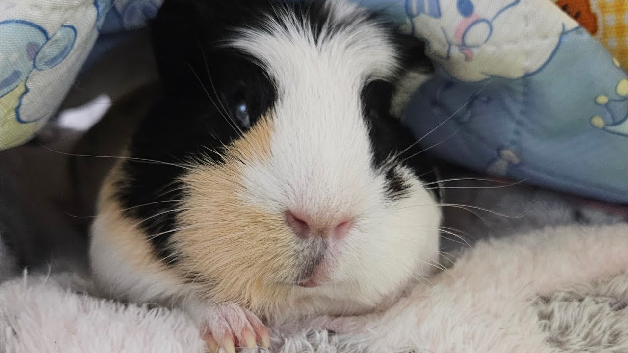 10/28.25(tue) おはよう🌞 #モルモット