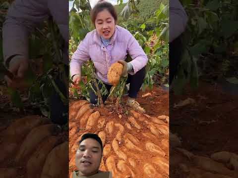 Khoai Sân Đất Thơm Ngon Mời Bạn Ăn Nha #farming