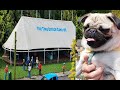 Mochi the pug at The Bake Off Tent #Mochi #pug #dog #bakeoff