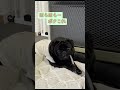 【パグ】ちょこの飼い主との遊び方　How to play with Choco&#39;s owner #shorts