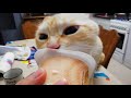 My old cat licking yogurt