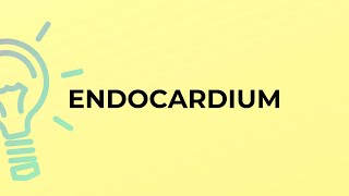 What is the meaning of the word ENDOCARDIUM?