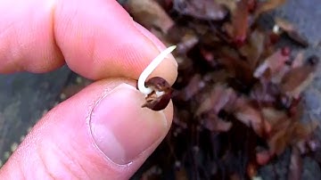 How to Easily Germinate Japanese Maple Seeds (Part 9)  The Grand Finale!