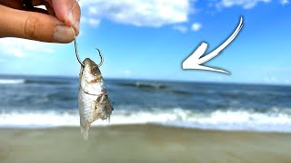 Fishing the BEACH with CUT BAIT for Whatever Bites!! (didn't expect this)