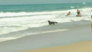 Surf Dogs of Huntington Beach by petserve1 99 views 15 years ago 26 seconds