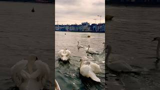 Basel Rhein, Switzerland #switzerland #travel #tripvu #nature #river #shortvideo #shorts