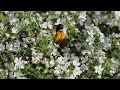 Baltimore Oriole Pruning itself and Sing the Song of its People