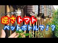 【逆さで育てる】ミニトマトのペットボトル栽培！ベランダでとっても簡単、家庭菜園