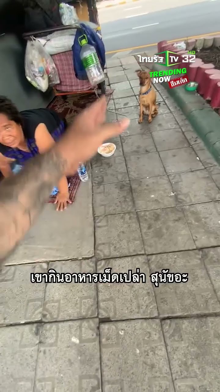 ไวรัล 4 ล้านวิว ดูแล้วใจฟู! มิตรภาพข้างถนนระหว่างคนและหมาจร