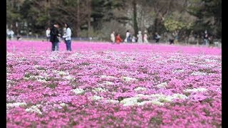 シバザクラのじゅうたん
