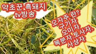 토사자 ? 천연비아그라?오자주.오자차.실새삼.새삼.토사자?