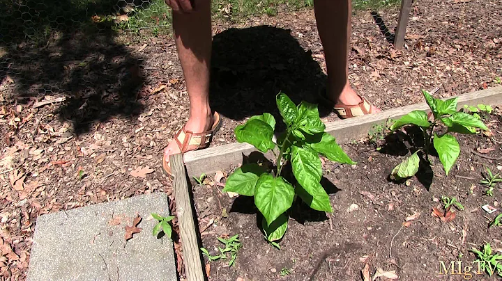 How often do you water a inch plant? (2023)