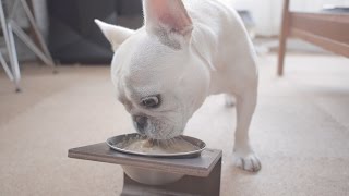 ペットのご飯の器を柳宗理ステンレスボールに替えた結果 New pet food bowl