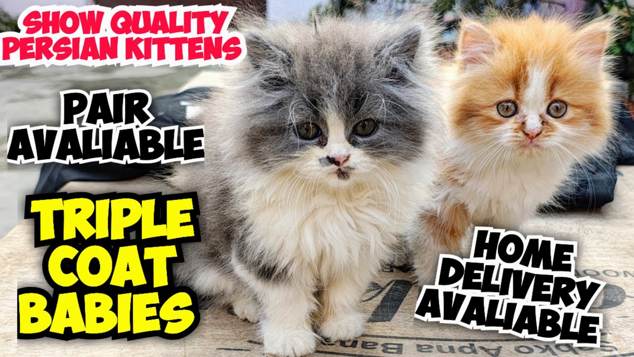 ❤️PERSIAN CAT PANDA COLOUR PAIR • TRIPLE COAT BABIES • DOLL FACE • CUTE PERSIAN KITTENS 