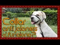 Conoce a: Collar anti jalones para perros Gentle Leader