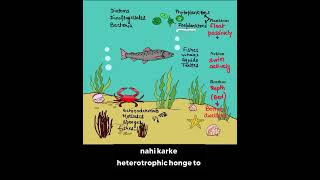 Planktons Vs Nektons Vs Benthos | Types of Aquatic organisms