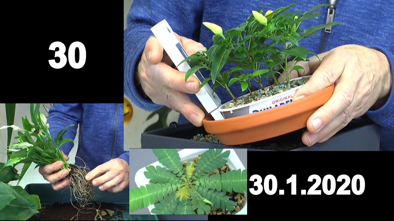 Wir lassen es einfach Wachsen. Chili Bonsai, Mandarinen, Samtpflanze. Einblatt umtopfen und