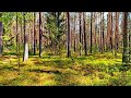 4K Forest Healing Sounds 🌿 Soothing Birdsong and Greenery for Relaxation