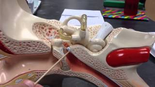Ear model - YouTube Ear model - YouTube