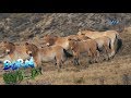 Born to be Wild: Doc Nielsen observes the behavior of Przewalski's horse in Mongolia