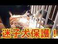 奇跡！迷子犬保護！名前がまさかの！！迷子犬のミニチュアダックスを発見！！