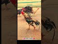 Allah Ki Khoobsoorat Makhlooq Aur Surah Baqarah Ka Tarjuma ✨ | Turkey &amp; Chicken Video #shorts #viral