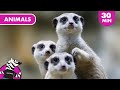 Fun animals for kids  fun kids songs compilation  platoon kids