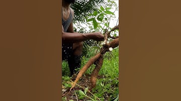 Harvesting cassava part 174 #shorts #farming #cassava #nature  #cassavaroots #cassavafarming