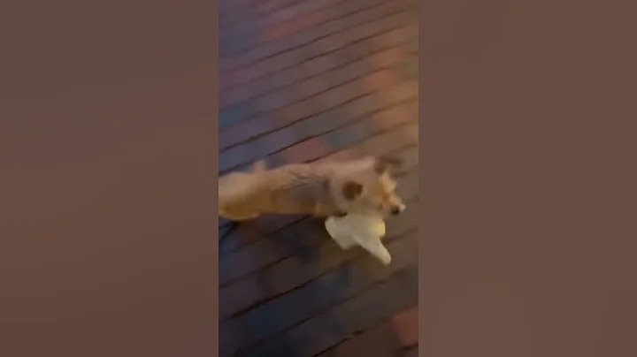 video 1557369278