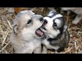 Huskies Being Dramatic &amp; Weird For 9 Minutes - Funniest and Cutest Husky Puppies Compilation