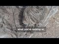 Pony gets stuck in tractor tire