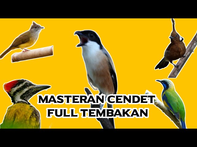 MASTERAN CENDET FULL ISIAN TEMBAKAN SUARA JERNIH class=