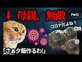 何があっても倒れないウチの母親がこちら... #猫ミーム #猫マニ