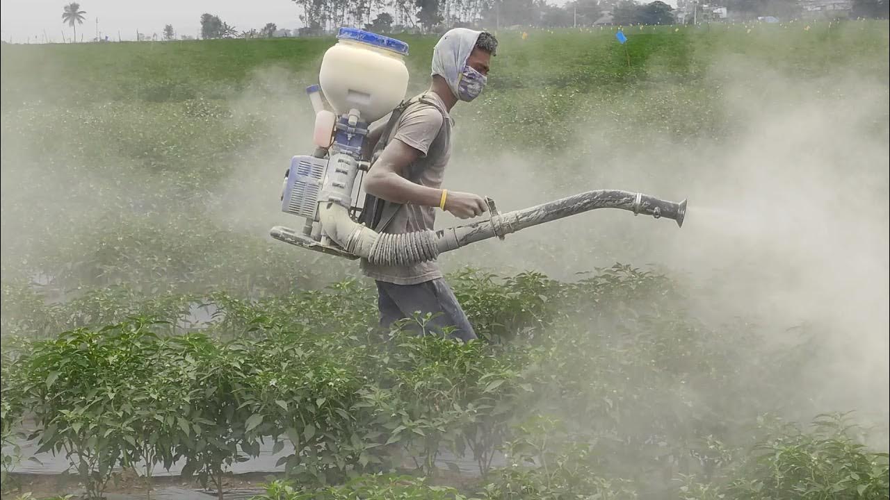 sulphur dusting machine using chilli crop to control mites YouTube