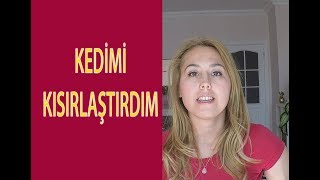 Kedimi Kısırlaştırdım. Ameliyat Öncesi ve Sonrası Neler Yaşadık?