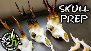 S&C TV | How to prepare a deer skull