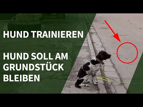 Video: Wie man einen Hund trainiert, um auf dem Grundstück zu bleiben