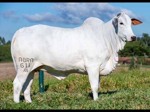 LOTE 01 ABRA 611