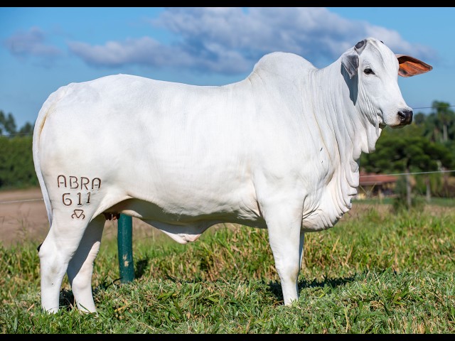 LOTE 01 ABRA 611