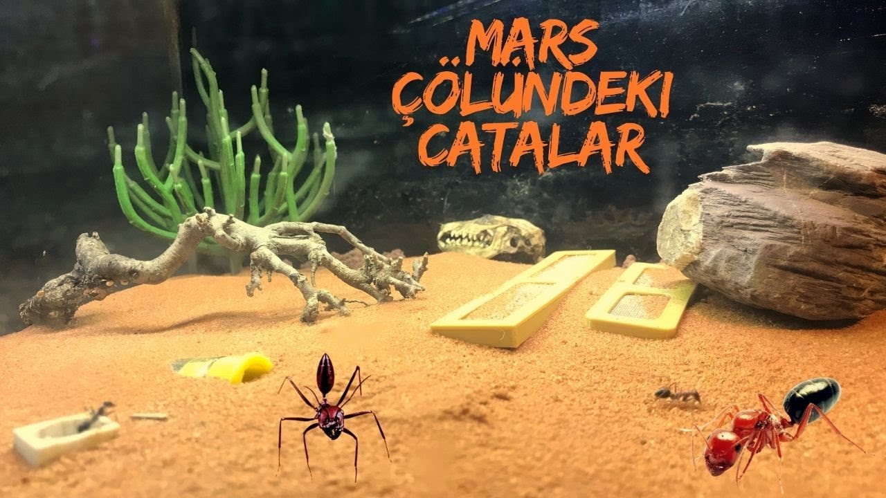 Колония Катаглифис в Красной марсианской пустыне!