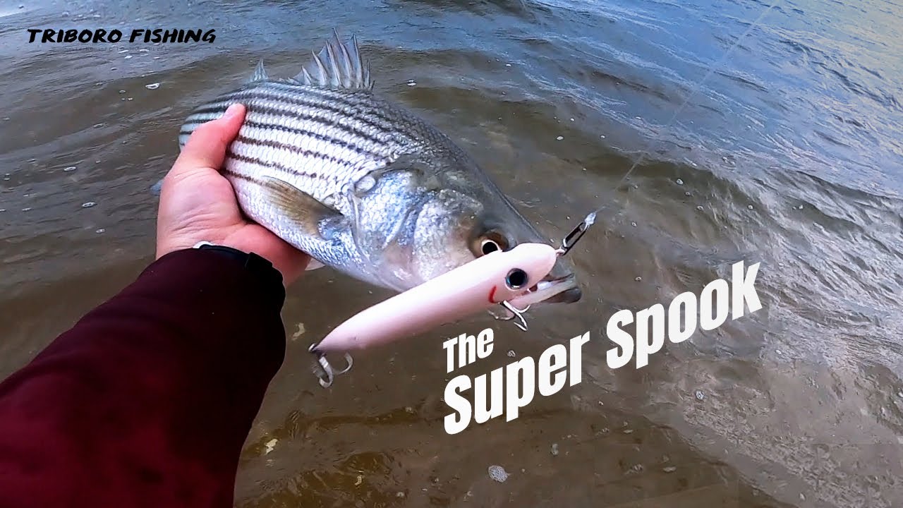 BEST Topwater Lure for Schoolies & Bluefish Heddon Super Spook Fun & Easy for Beginners